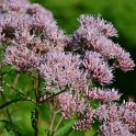 Eutrochium maculatum 'Gateway'
